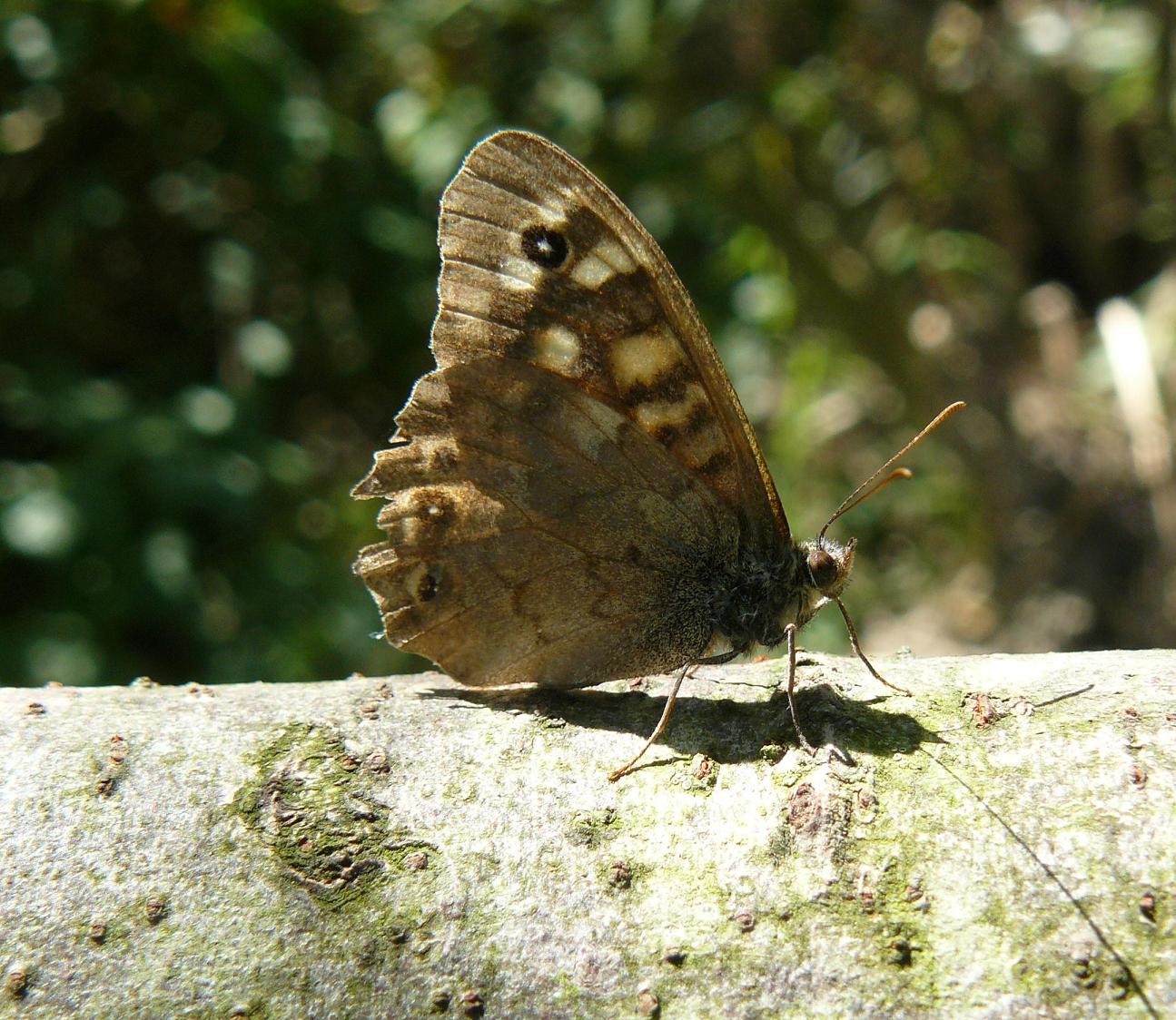 farfalle identificazione